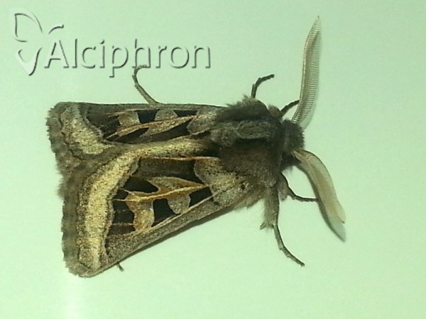Episema glaucina