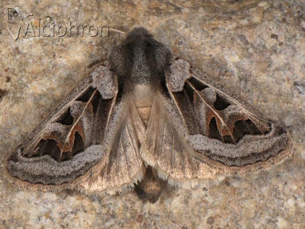 Episema glaucina
