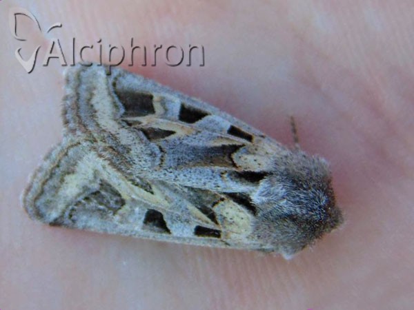 Episema glaucina