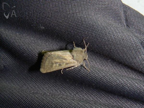 Episema glaucina