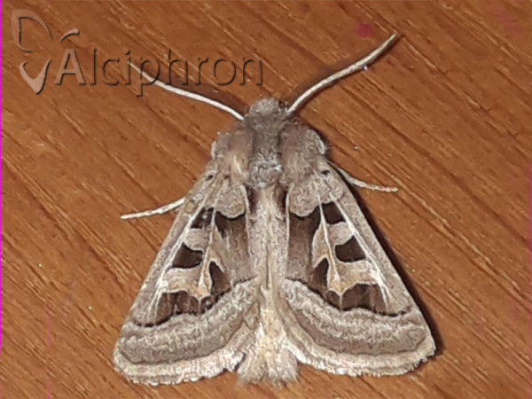 Episema glaucina