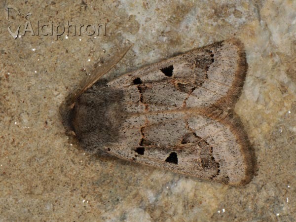 Episema tersa
