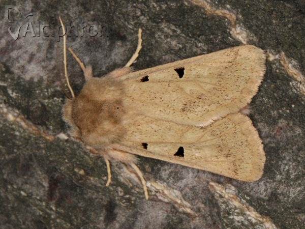 Episema tersa