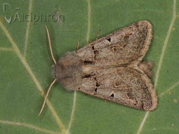 Episema tersa