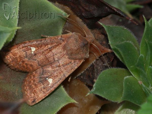Eupsilia transversa