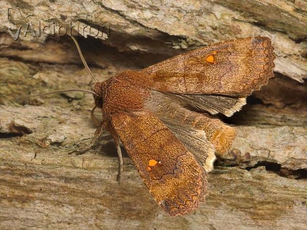 Eupsilia transversa