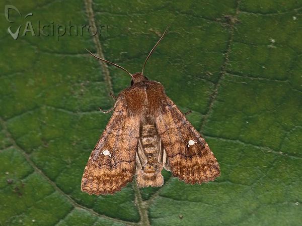 Eupsilia transversa