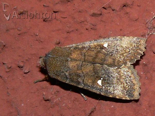 Eupsilia transversa