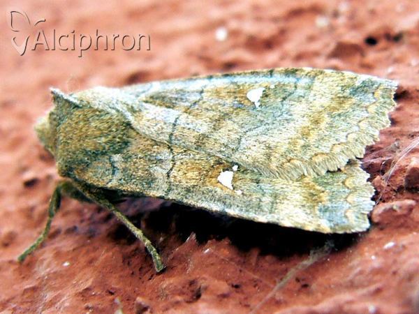 Eupsilia transversa