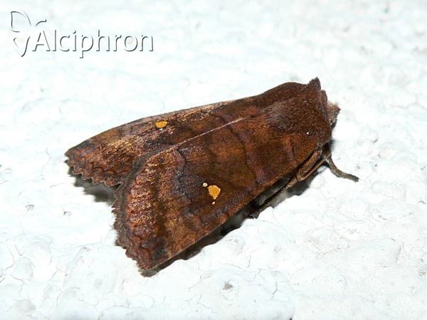 Eupsilia transversa