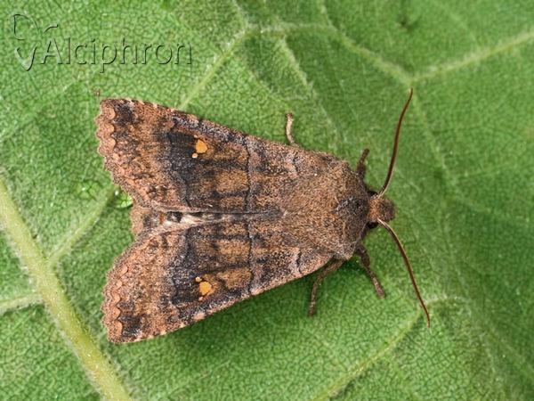 Eupsilia transversa