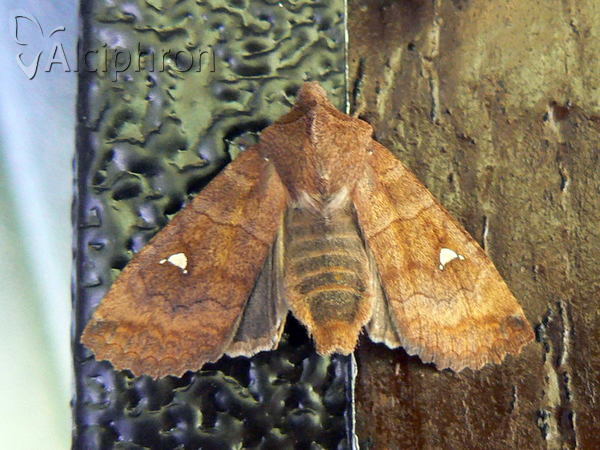 Eupsilia transversa