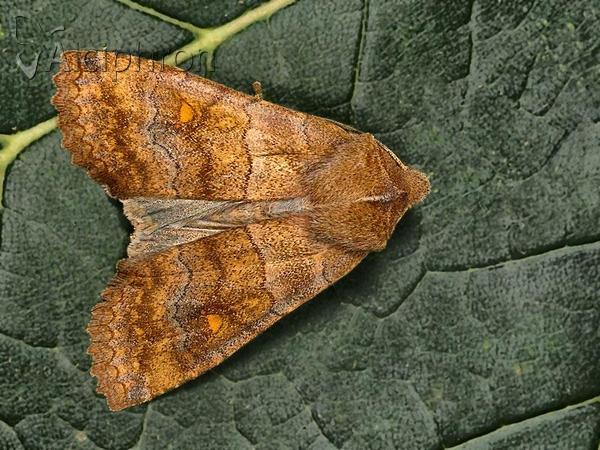 Eupsilia transversa