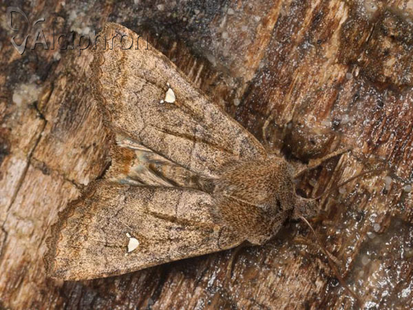 Eupsilia transversa