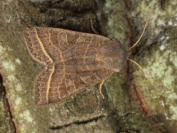 Orbona fragariae