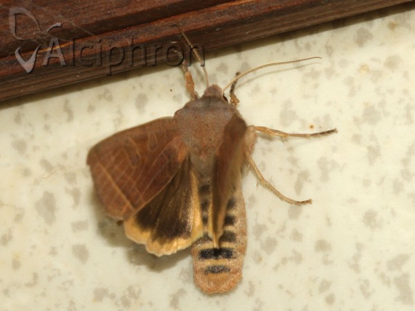 Orbona fragariae