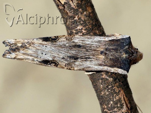 Xylena exsoleta
