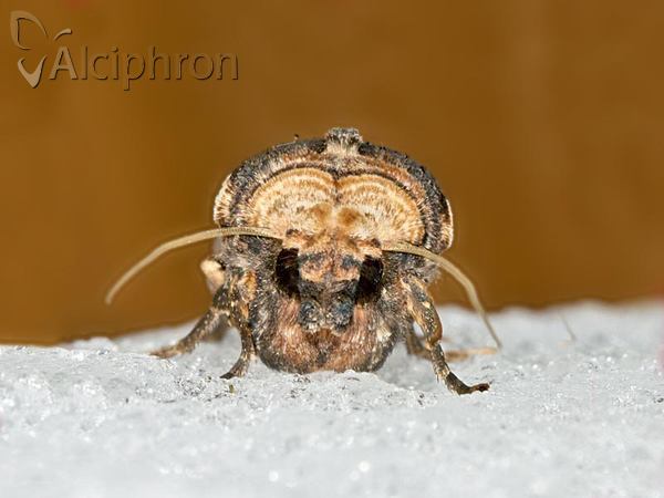 Xylena exsoleta