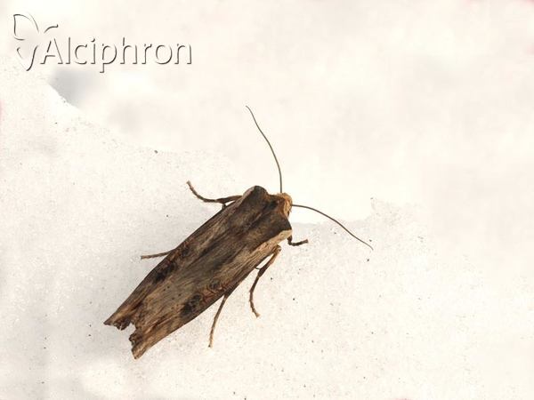 Xylena exsoleta