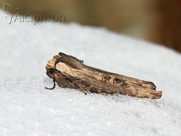 Xylena exsoleta