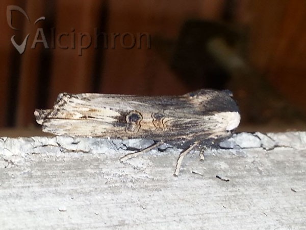 Xylena exsoleta