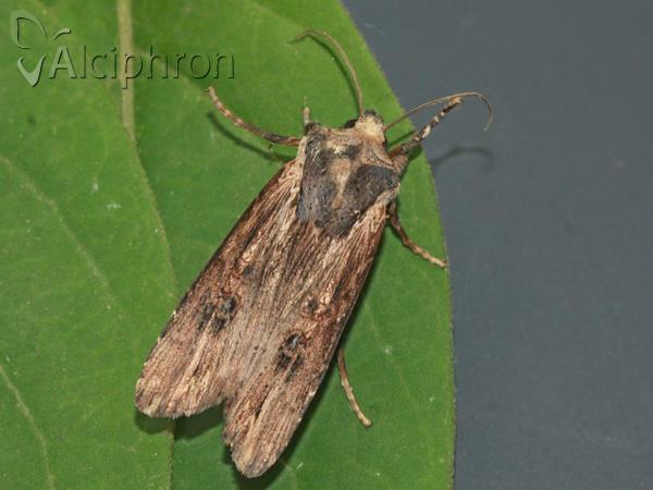 Xylena exsoleta