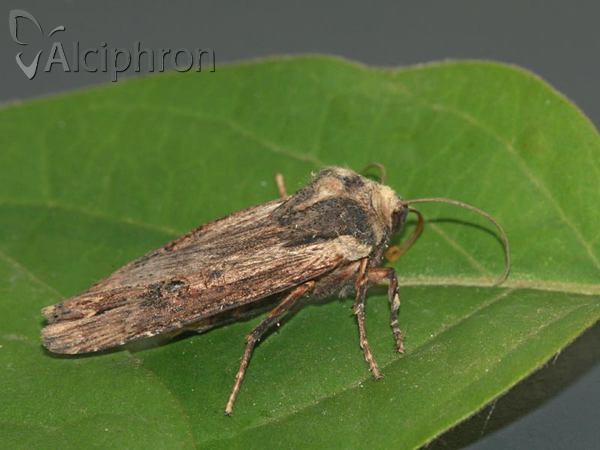 Xylena exsoleta