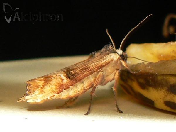 Xylena lunifera