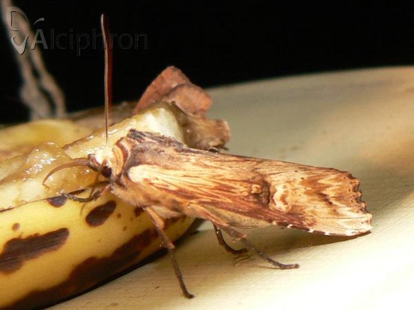Xylena lunifera