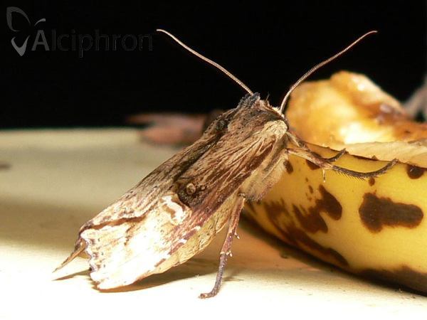 Xylena lunifera