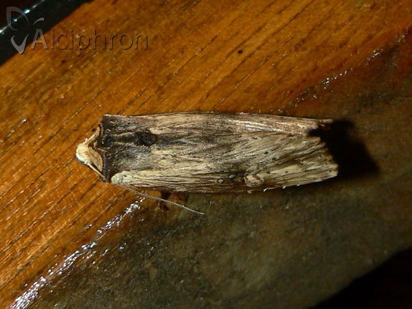 Xylena lunifera