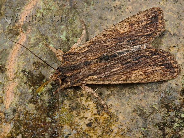 Lithophane semibrunnea