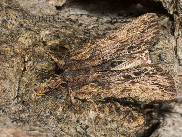 Lithophane semibrunnea