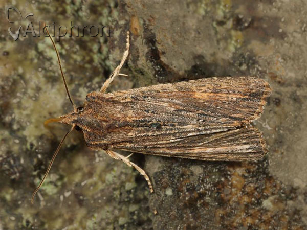 Lithophane semibrunnea