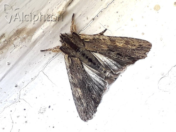 Lithophane semibrunnea