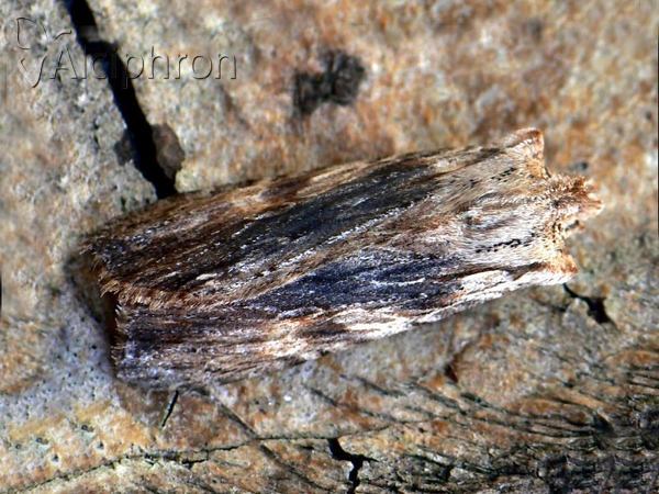 Lithophane socia