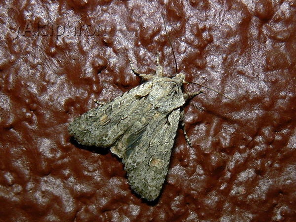 Lithophane ornitopus