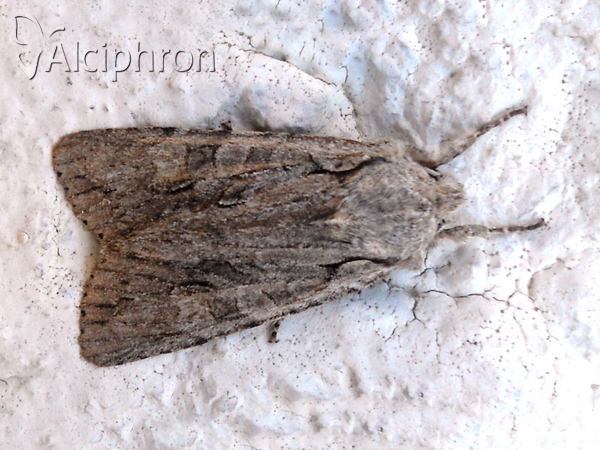 Lithophane ornitopus
