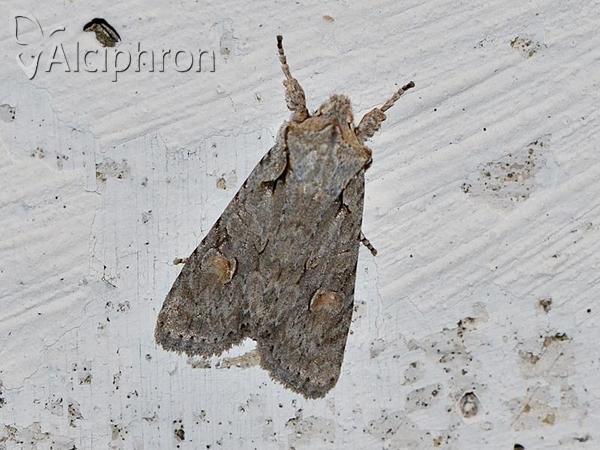 Lithophane ornitopus