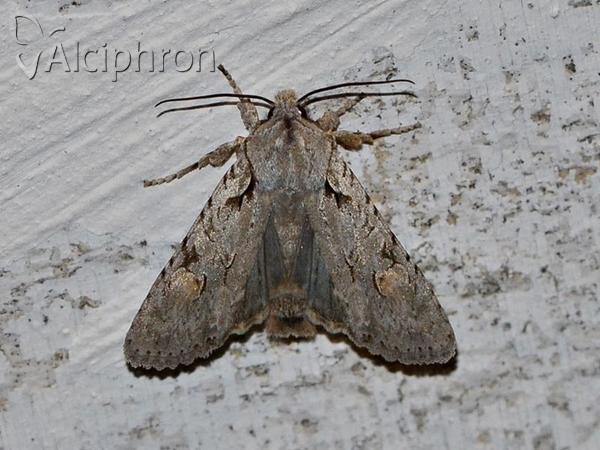Lithophane ornitopus