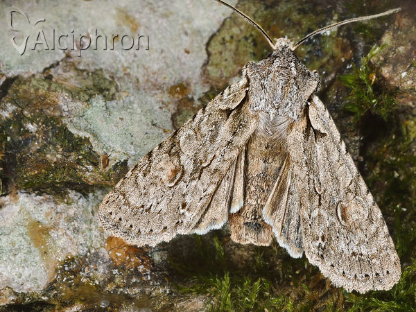Lithophane ornitopus