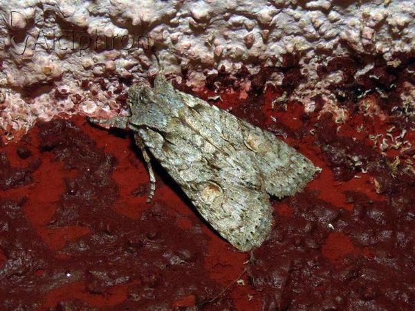 Lithophane ornitopus