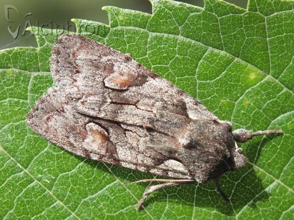Lithophane furcifera