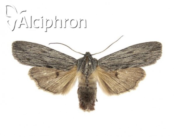 Lithophane merckii