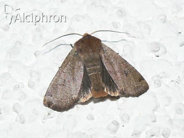 Conistra ligula