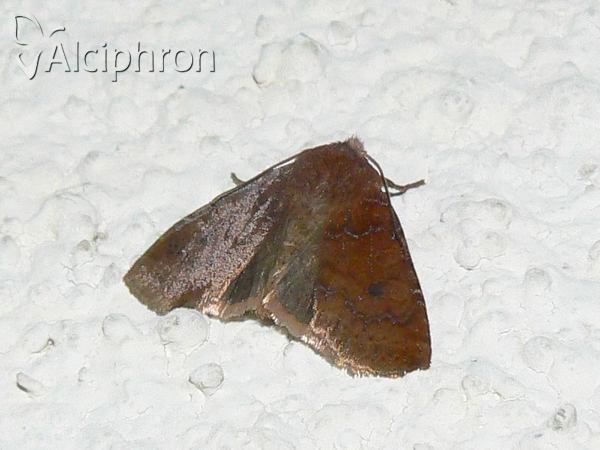 Conistra ligula