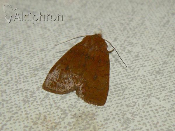 Conistra ligula