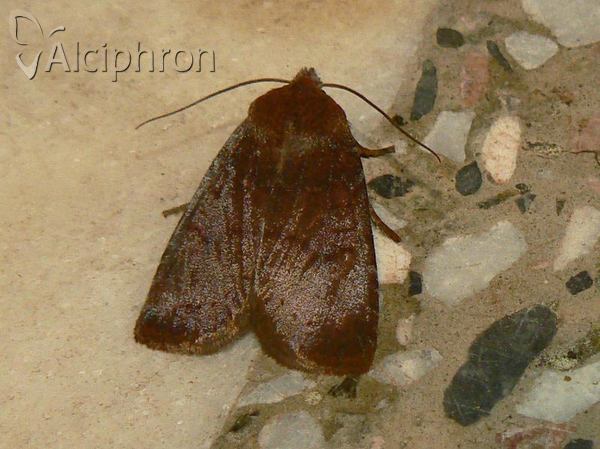 Conistra ligula