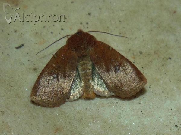 Conistra ligula