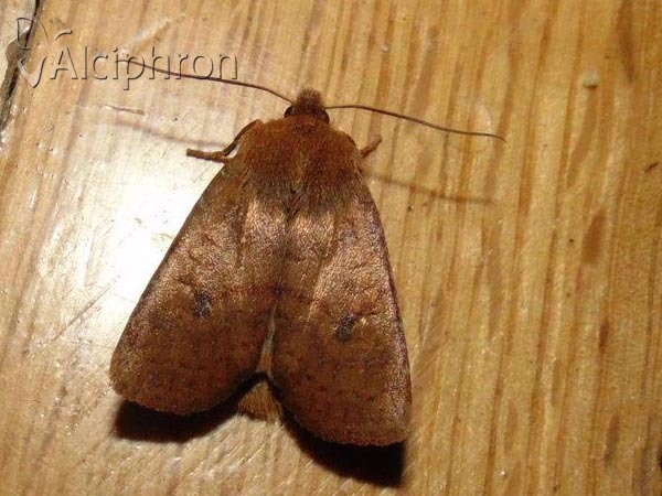 Conistra ligula